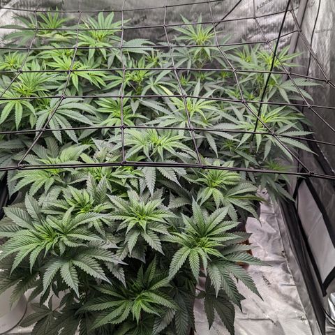 Durban Poison growlog timeline photo
