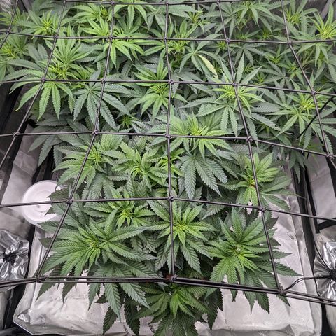 Durban Poison growlog timeline photo
