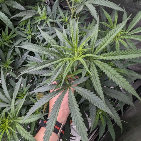Durban Poison growlog timeline photo
