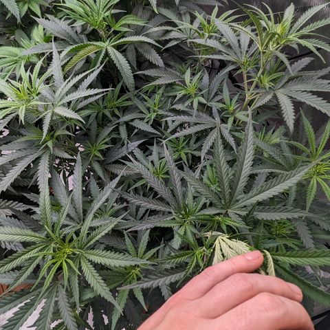 Durban Poison growlog timeline photo