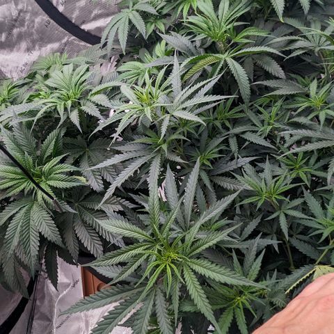 Durban Poison growlog timeline photo