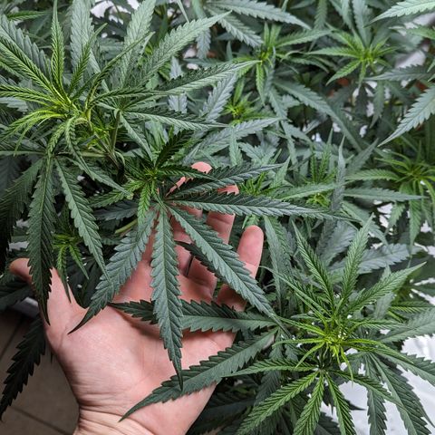 Durban Poison growlog timeline photo