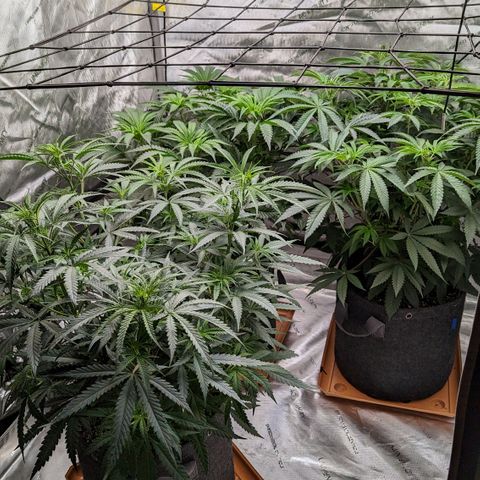 Durban Poison growlog timeline photo