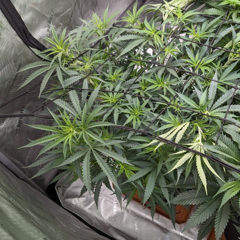 Durban Poison growlog timeline photo
