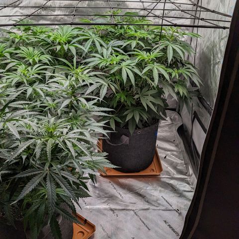 Durban Poison growlog timeline photo