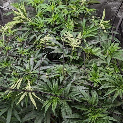 Durban Poison growlog timeline photo