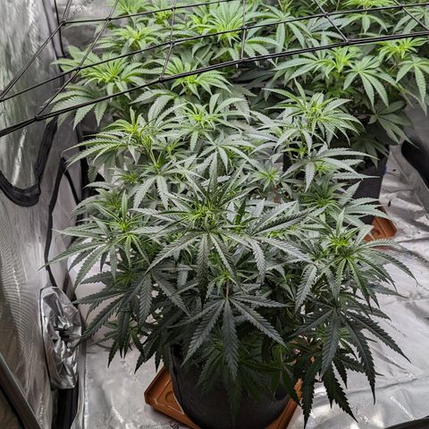 Durban Poison growlog timeline photo