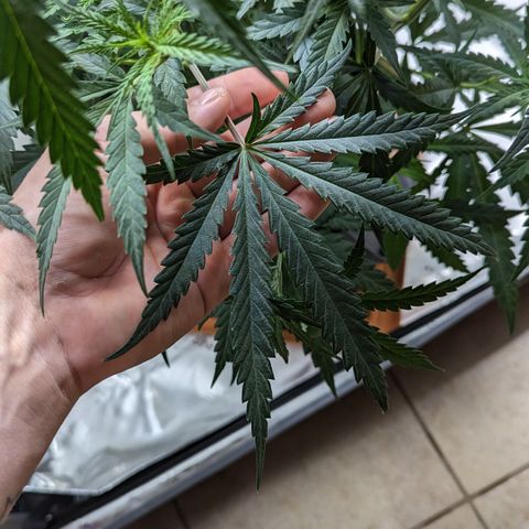 Durban Poison growlog timeline photo