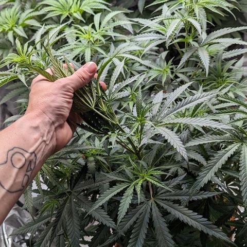 Durban Poison growlog timeline photo