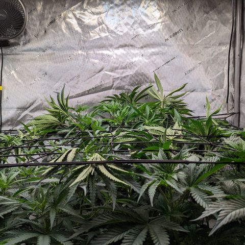 Durban Poison growlog timeline photo