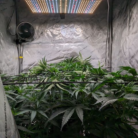 Durban Poison growlog timeline photo