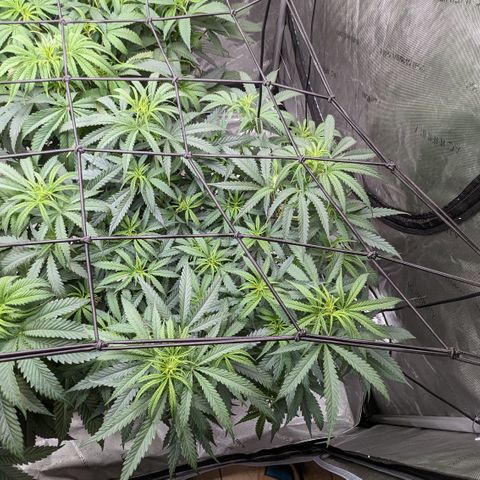 Durban Poison growlog timeline photo