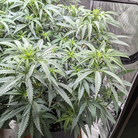 Durban Poison growlog timeline photo
