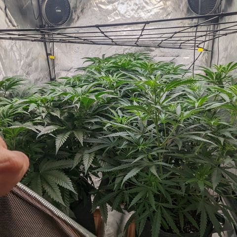 Durban Poison growlog timeline photo