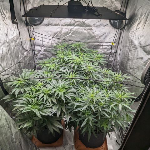 Durban Poison growlog timeline photo