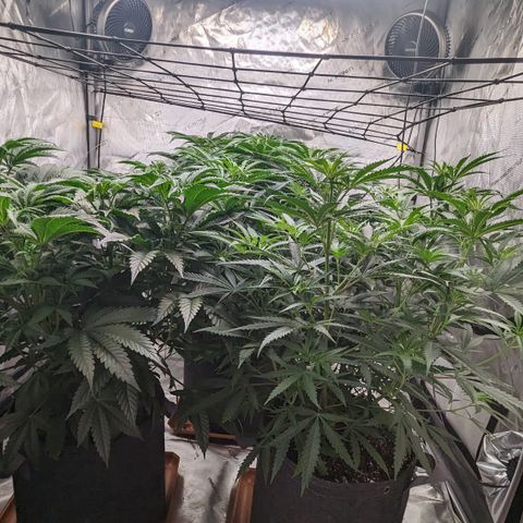 Durban Poison growlog timeline photo