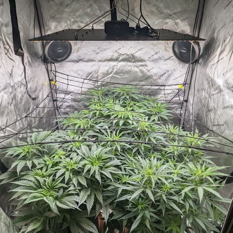 Durban Poison growlog timeline photo