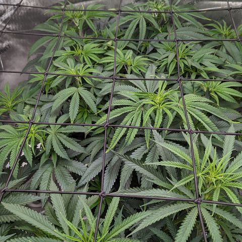 Durban Poison growlog timeline photo