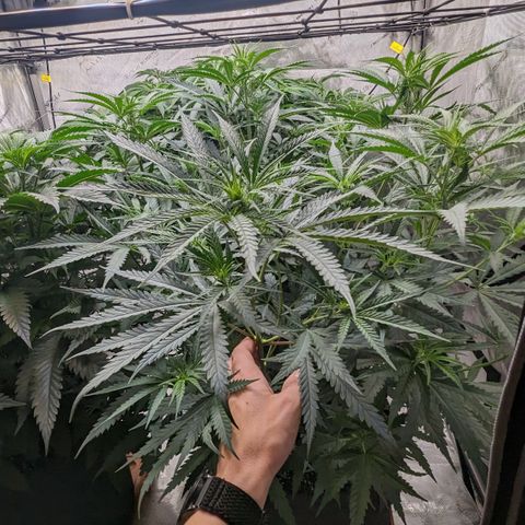 Durban Poison growlog timeline photo