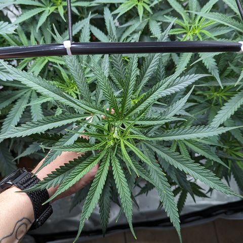 Durban Poison growlog timeline photo