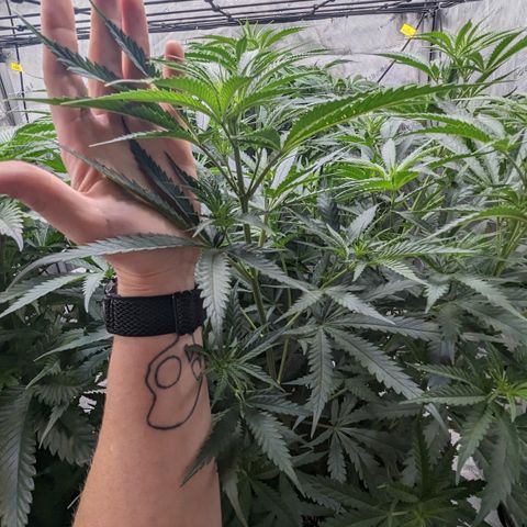 Durban Poison growlog timeline photo