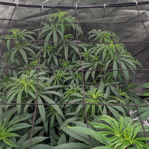 Durban Poison growlog timeline photo