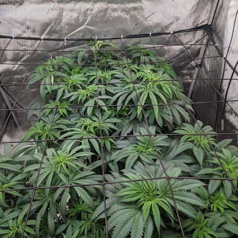 Durban Poison growlog timeline photo