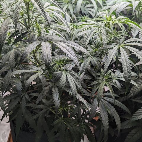 Durban Poison growlog timeline photo