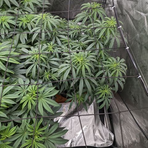Durban Poison growlog timeline photo