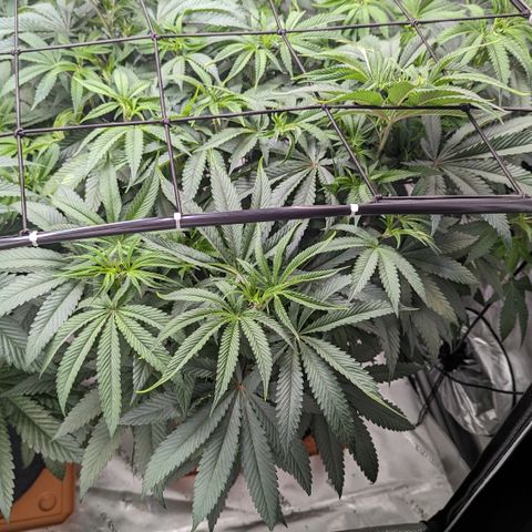 Durban Poison growlog timeline photo