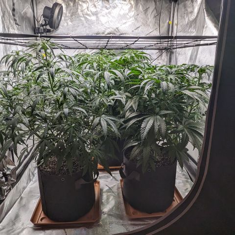 Durban Poison growlog timeline photo