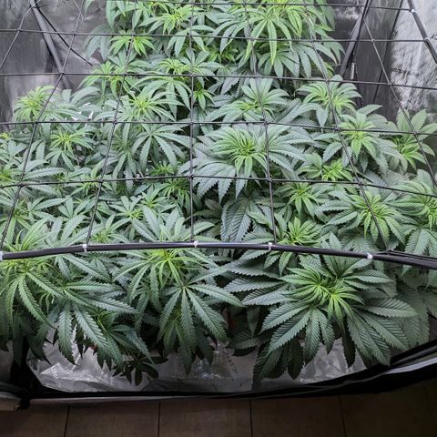 Durban Poison growlog timeline photo