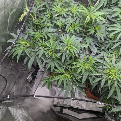 Durban Poison growlog timeline photo