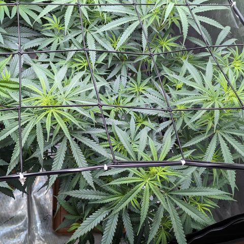 Durban Poison growlog timeline photo