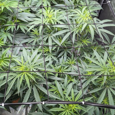 Durban Poison growlog timeline photo