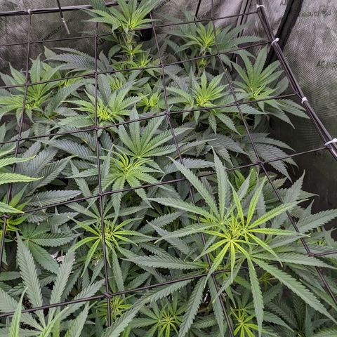 Durban Poison growlog timeline photo