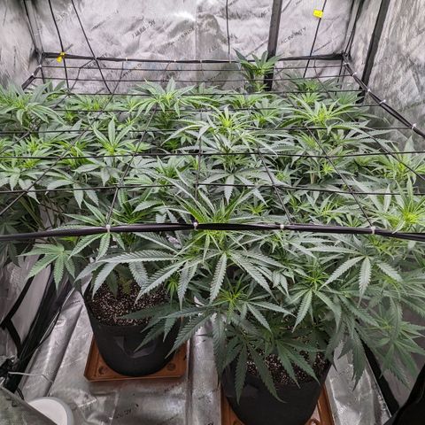 Durban Poison growlog timeline photo