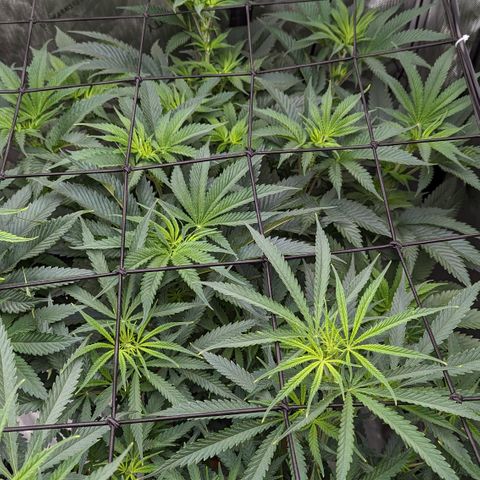 Durban Poison growlog timeline photo