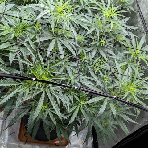 Durban Poison growlog timeline photo