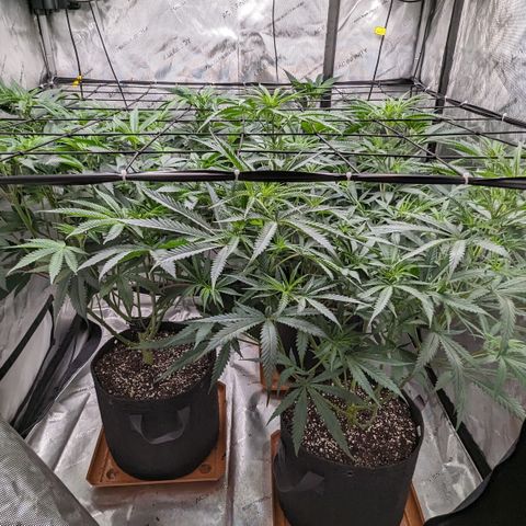 Durban Poison growlog timeline photo