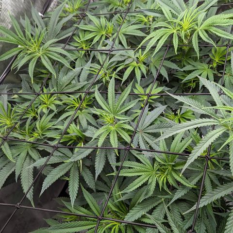 Durban Poison growlog timeline photo