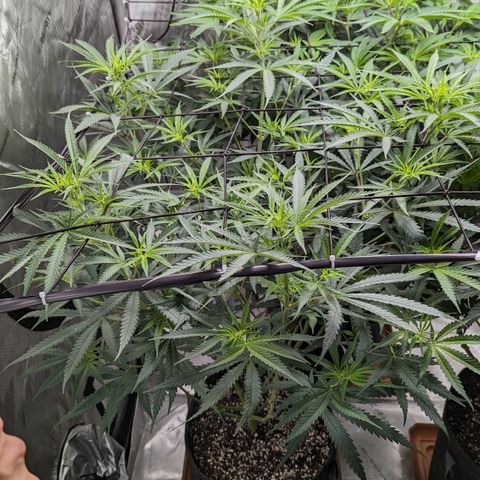 Durban Poison growlog timeline photo