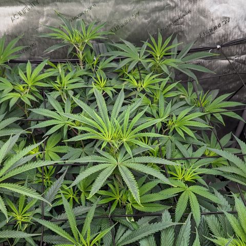 Durban Poison growlog timeline photo
