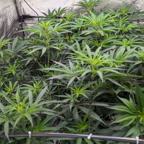 Durban Poison growlog timeline photo