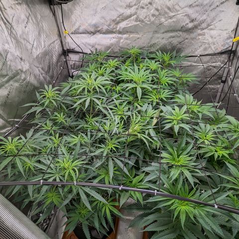 Durban Poison growlog timeline photo