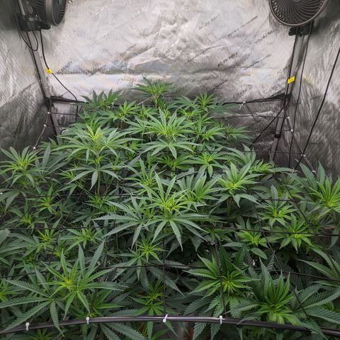 Durban Poison growlog timeline photo
