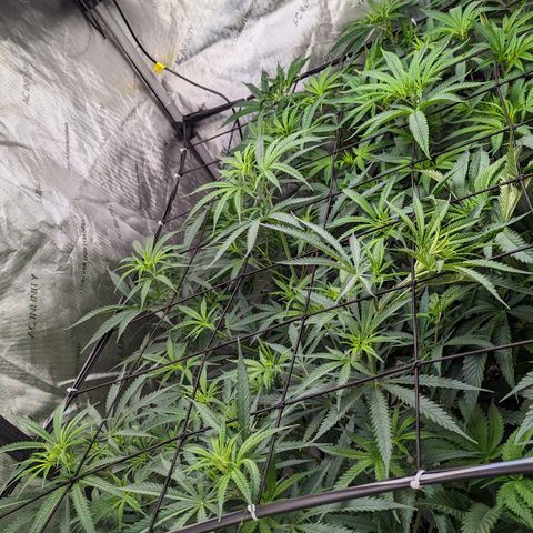 Durban Poison growlog timeline photo