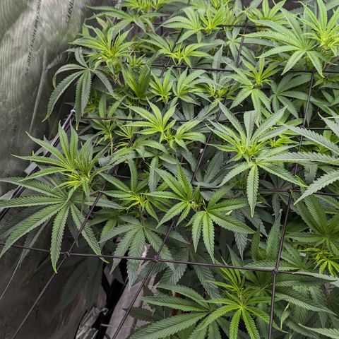 Durban Poison growlog timeline photo