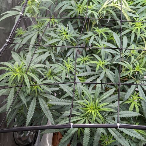 Durban Poison growlog timeline photo