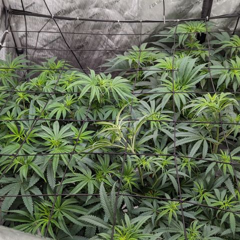 Durban Poison growlog timeline photo